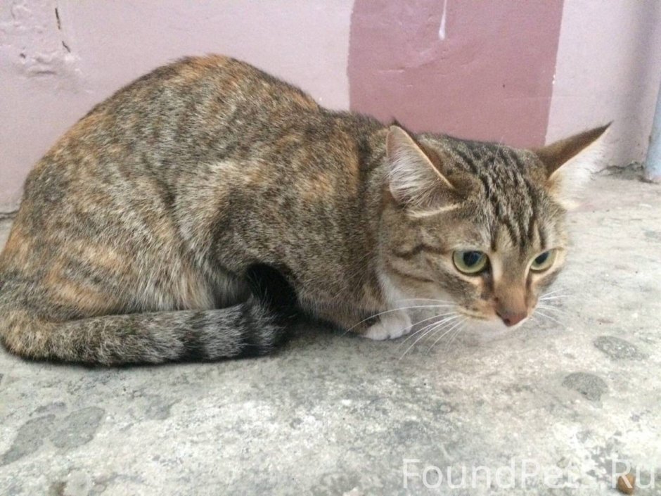 Фаузи кот