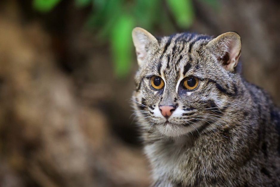 Камышовый окрас кошки