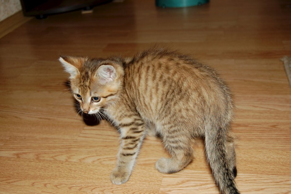 Домашняя кошка Felis catus