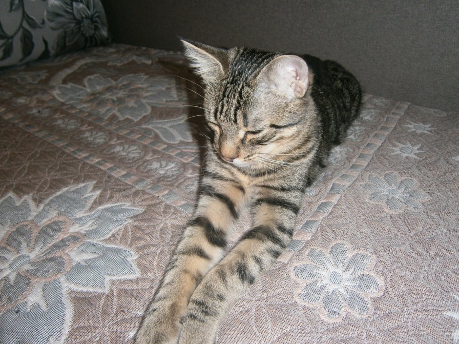 Камышовый кот