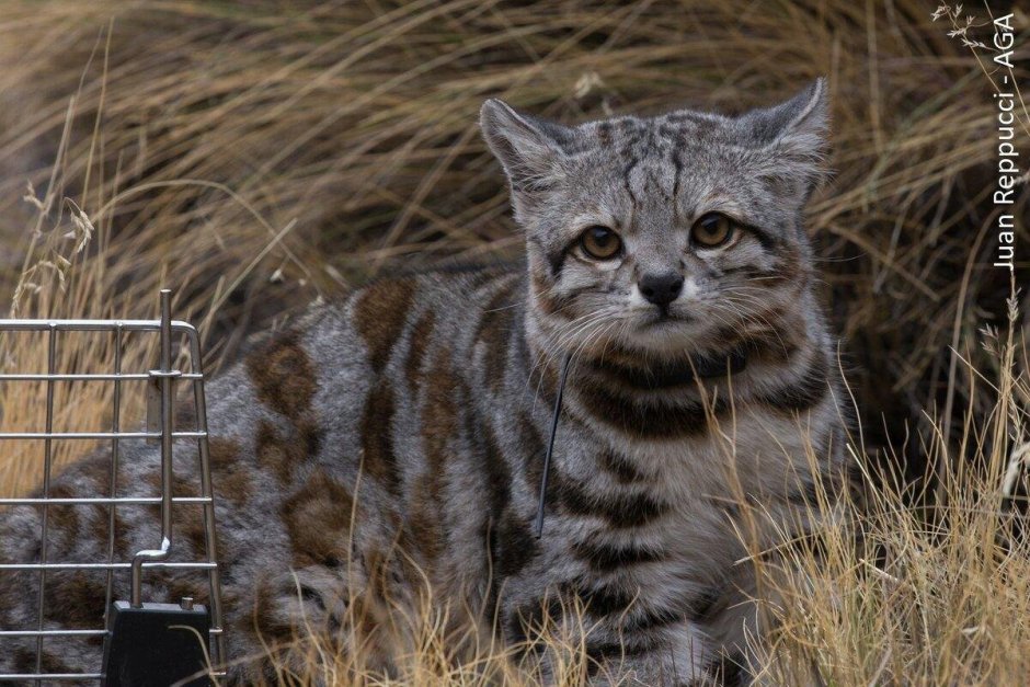 Камышовый кот котята