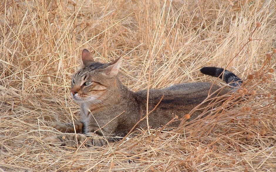 Камышовый кот (Хаус) (Felis Chaus)