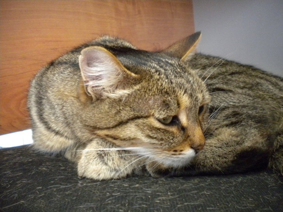 Чаузи кошка ф1
