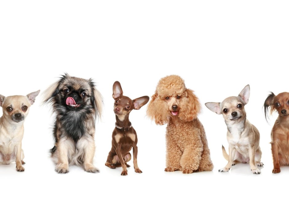 Pekingese Dog Breed