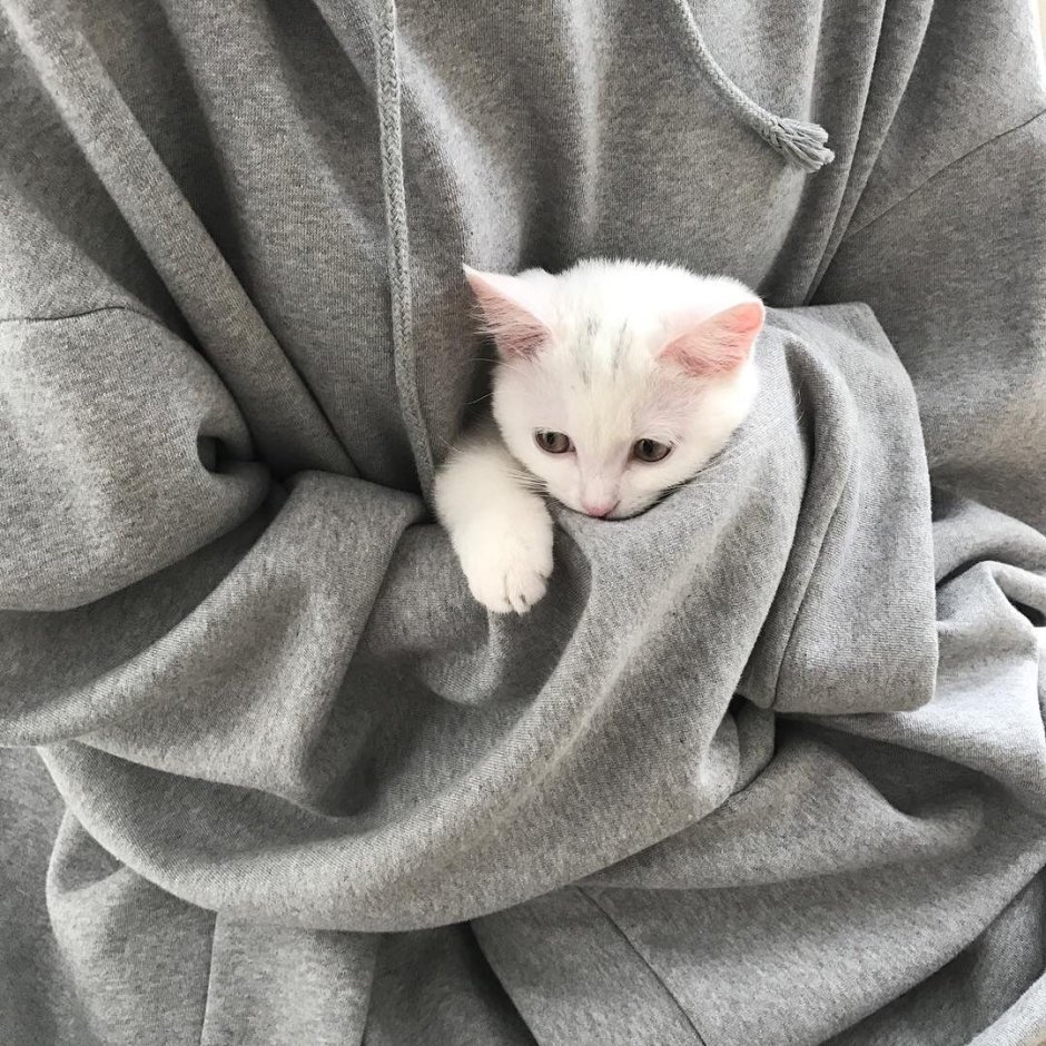 Котята Эстетика