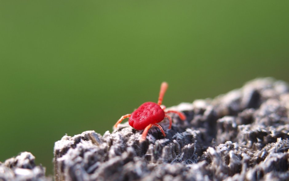 Красный Земляной жучок