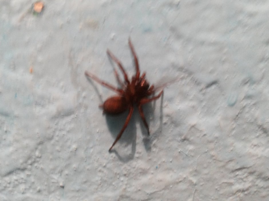 Маленький паук с красными лапками