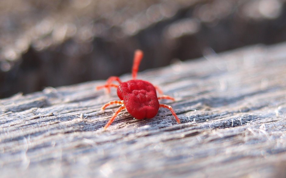 Земляные жуки красные