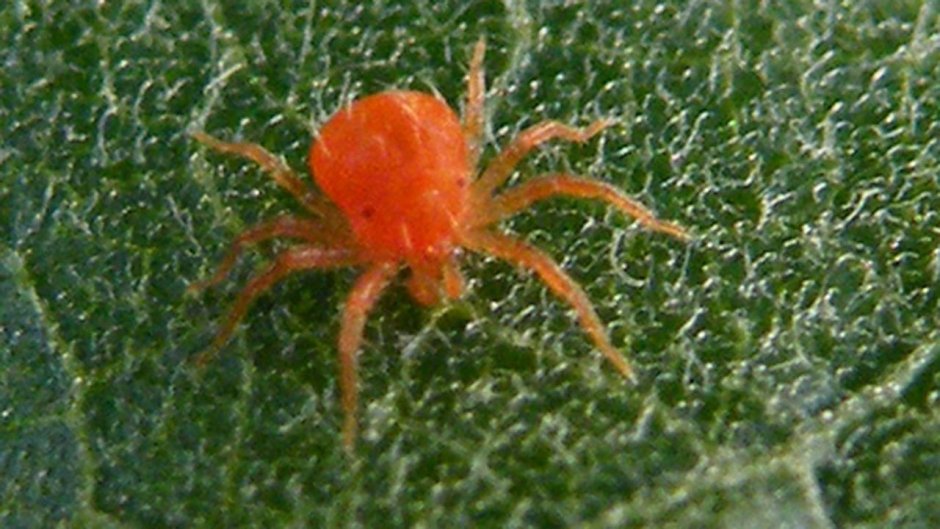 Туркестанский паутинный клещ