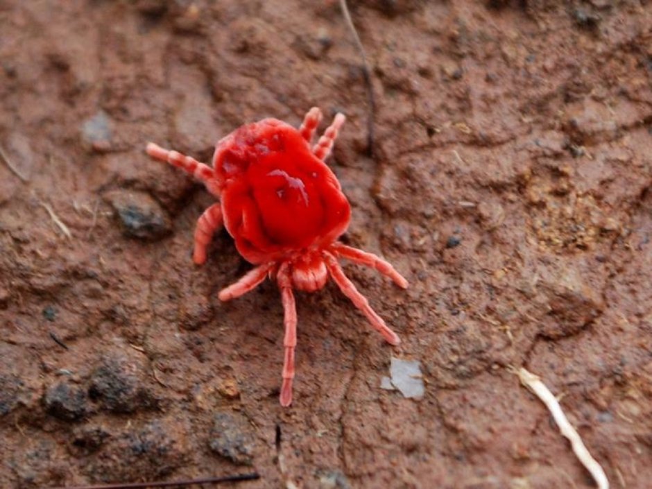 Красный супер маленький паук