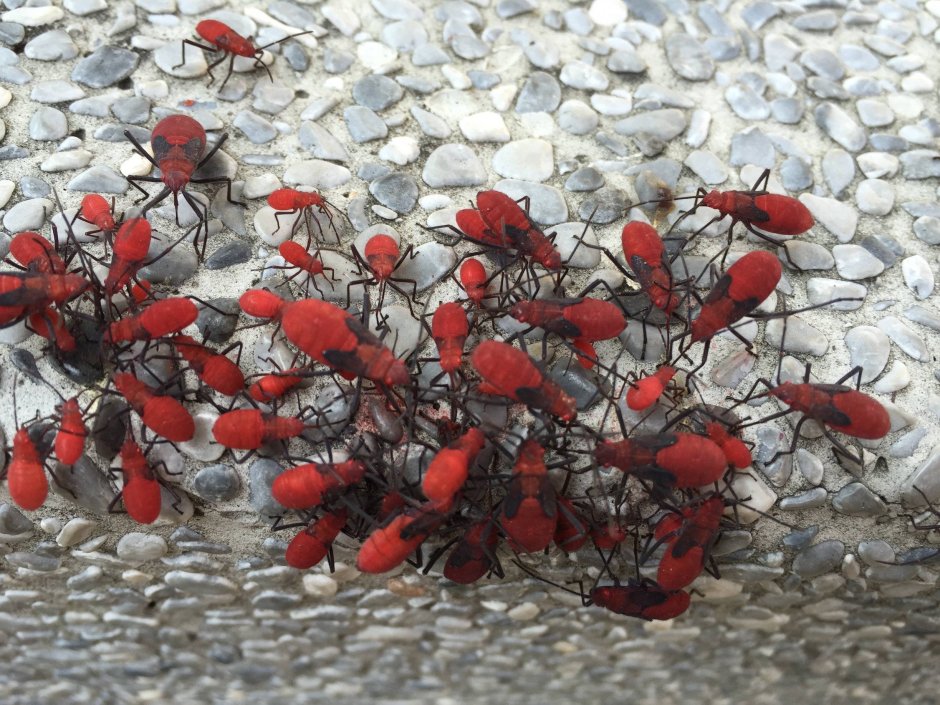 Маленькие красные жучки