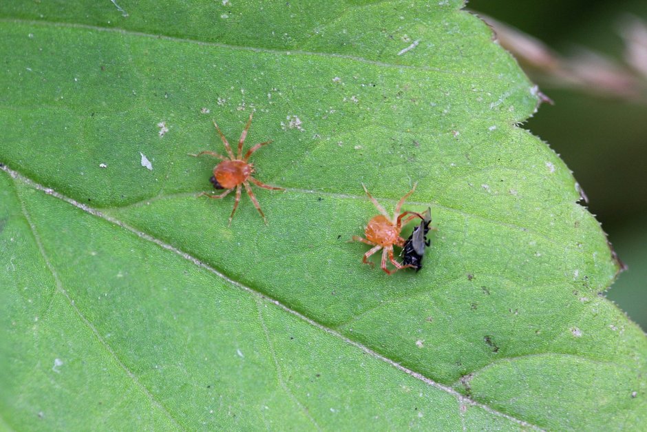 Паук белый Каракурт
