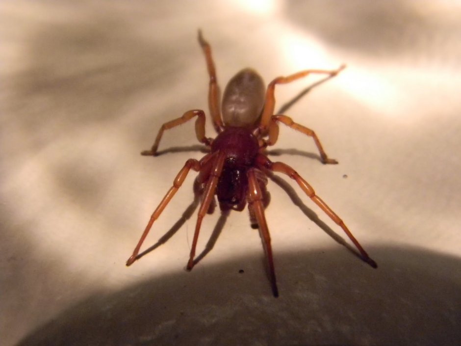 Пауки Аляски