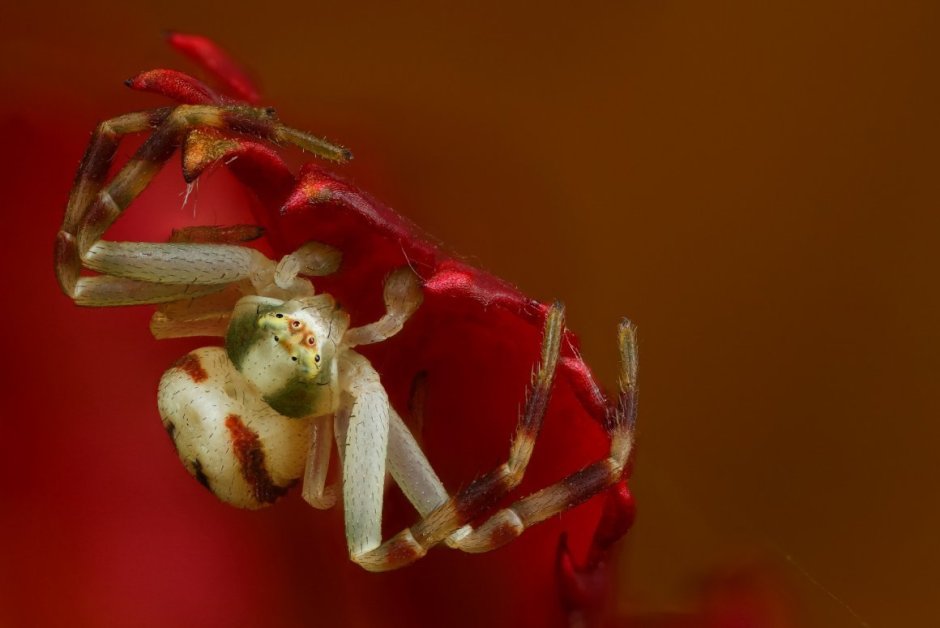Паук-бокоход Мизумена косолапая Misumena vatia