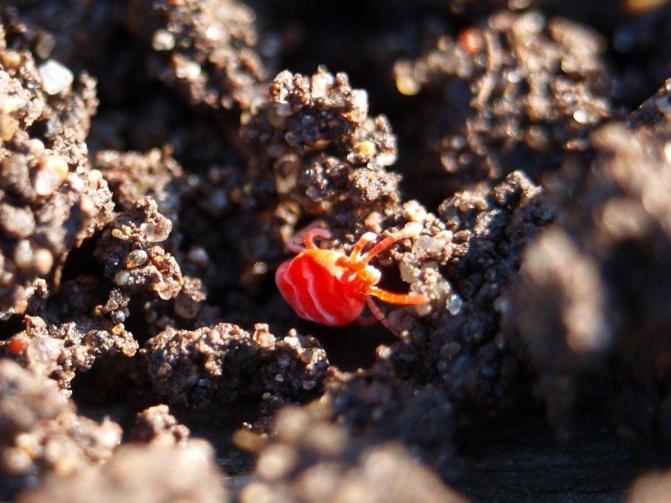 Красный Земляной жучок