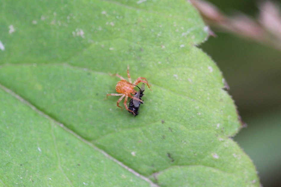 Паук с красным тельцем