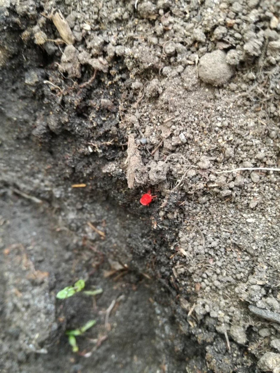 Красные жучки в земле