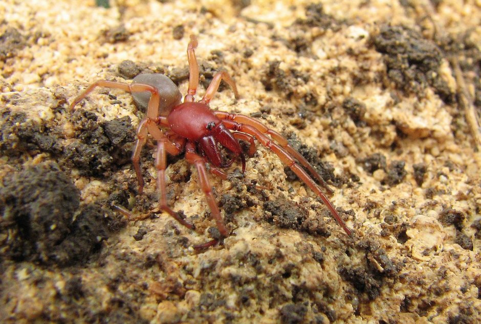 Красный паук клещ