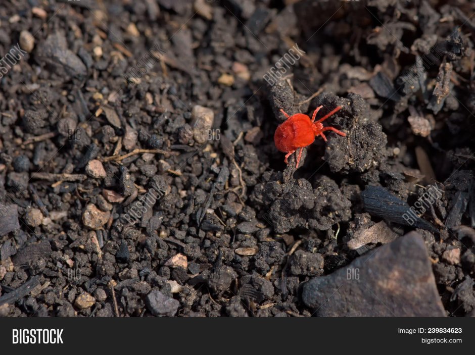 Красные клещи в земле