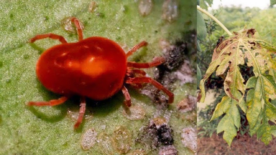 Красные паучки в земле