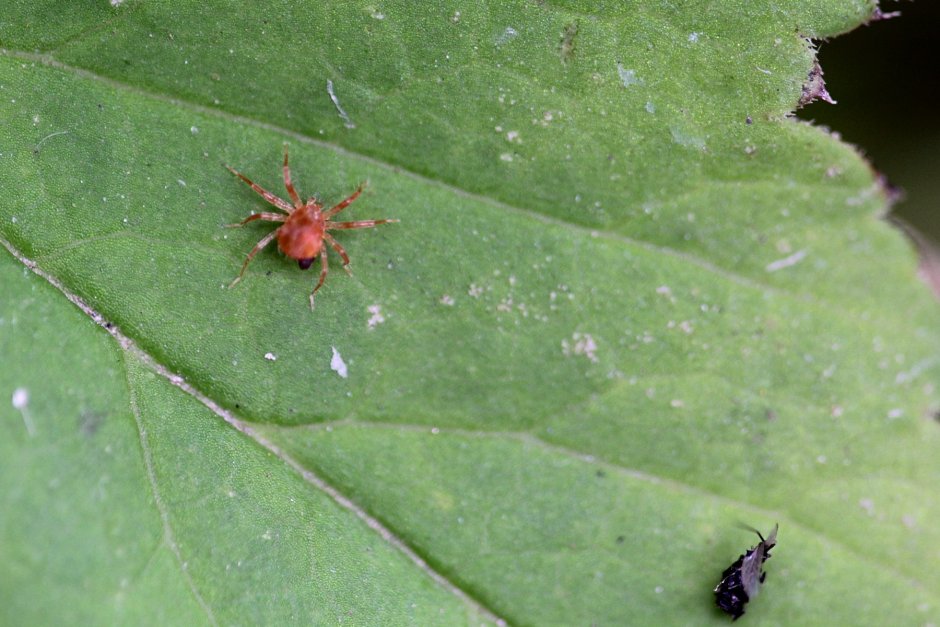 Красный клещ краснотелка