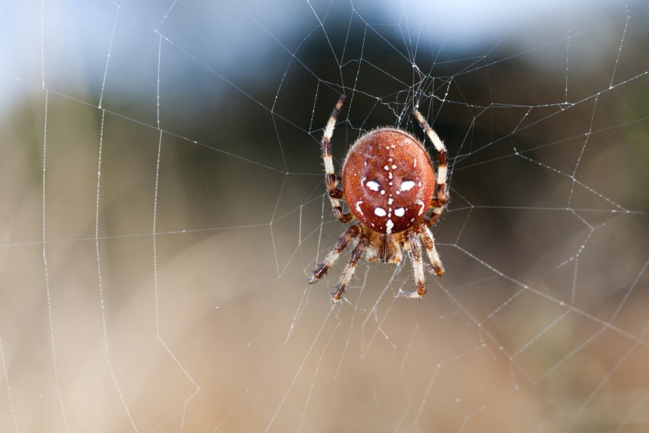 Маленькие красные жучки