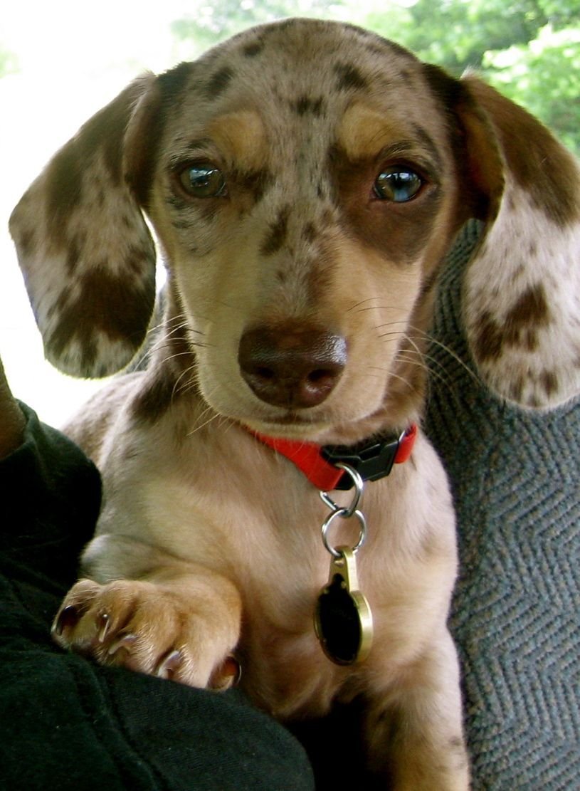 Дабл Мерль такса