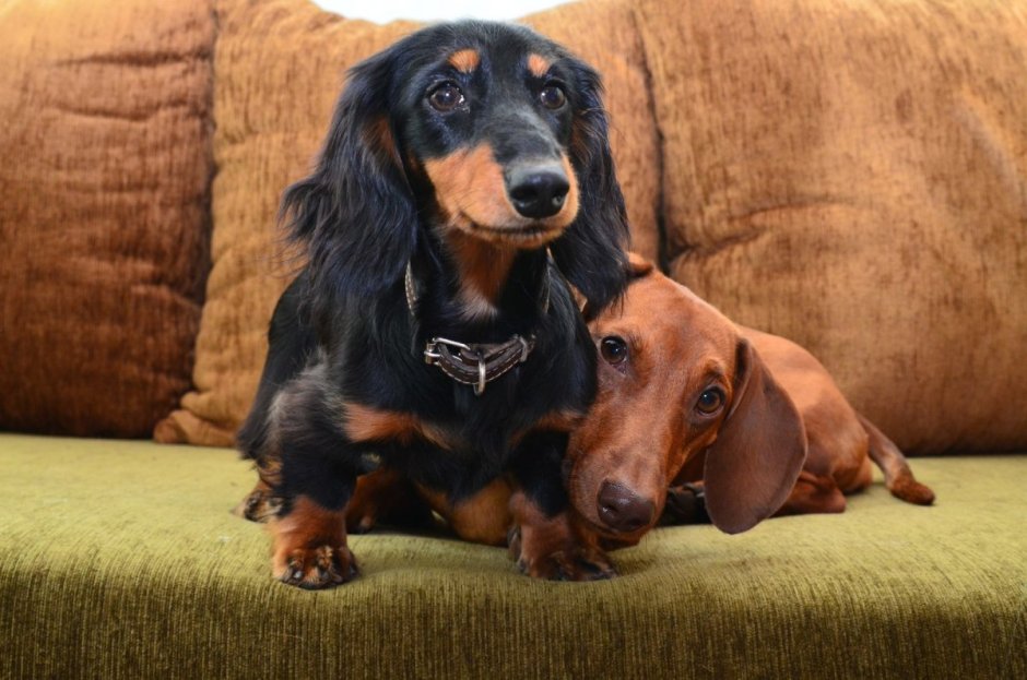 Длинноногая такса