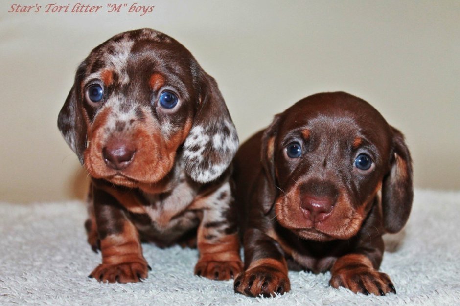 Карликовая такса