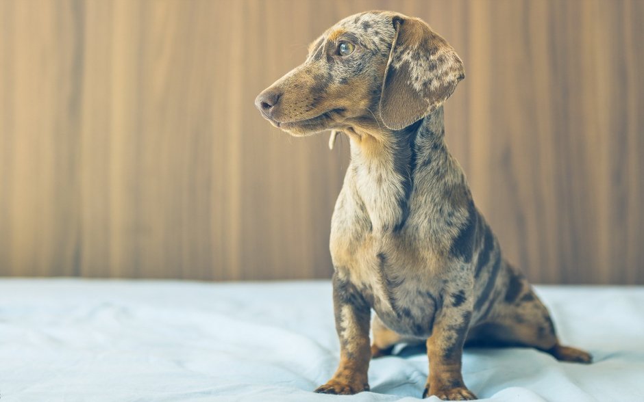 Мраморная карликовая такса