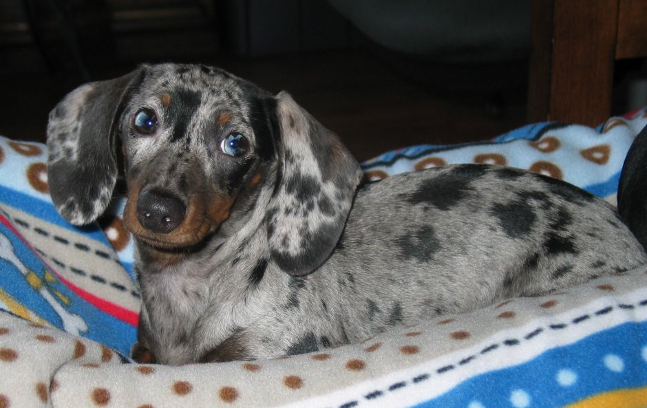 Карликовая такса серая