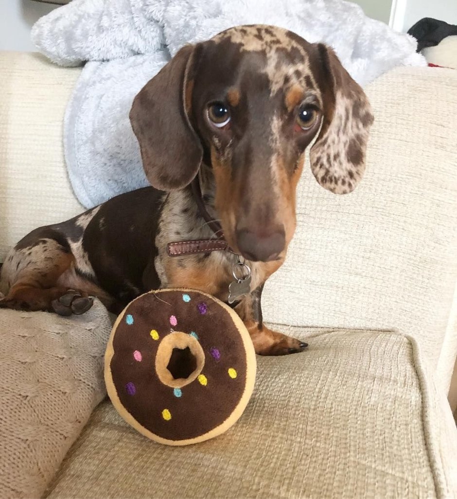 Лопоухая такса пятнистая