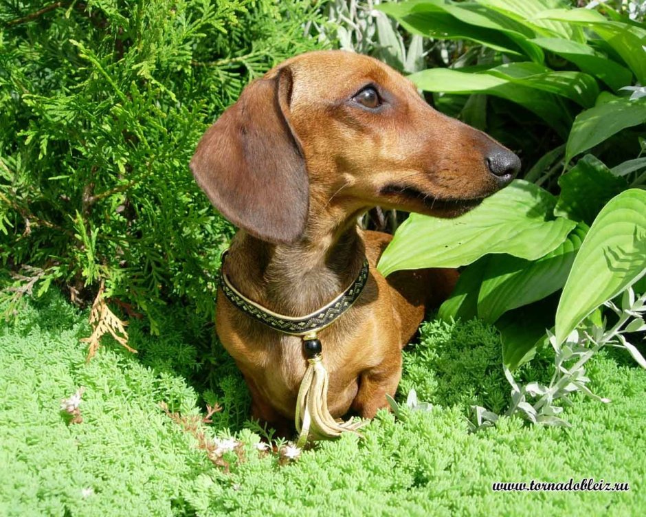 Такса кроличья гладкошерстная