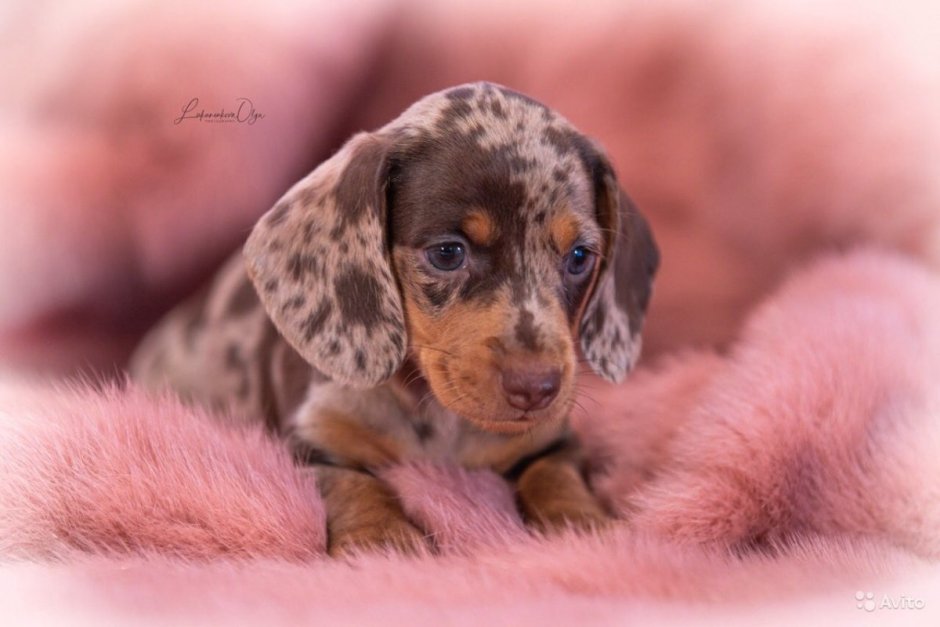 Кроличья такса мраморная