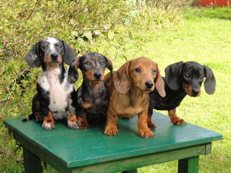 Таксы пегие много