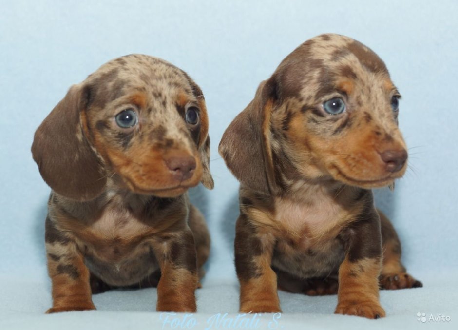 Кроличья такса Мерль