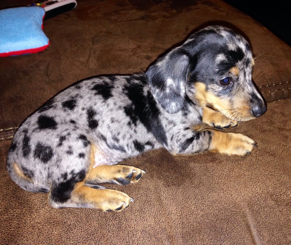 Карликовая такса пятнистая