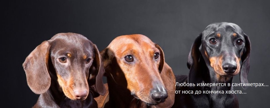 Все окрасы такс