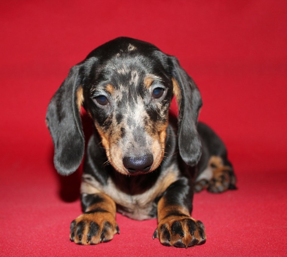 Мраморная карликовая такса