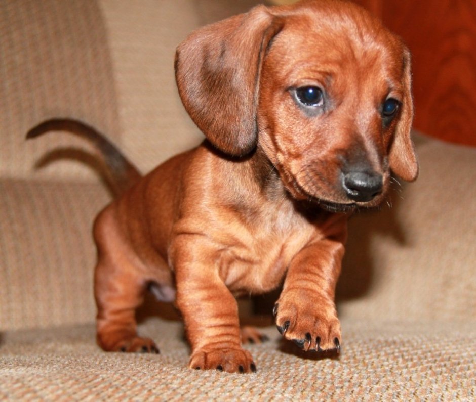 Карликовая такса пятнистая