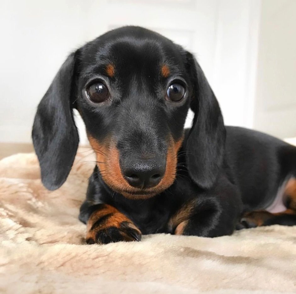 Чёрная такса щенок