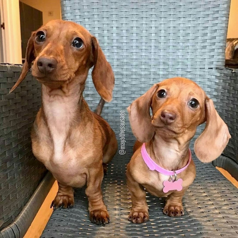 Карманная такса