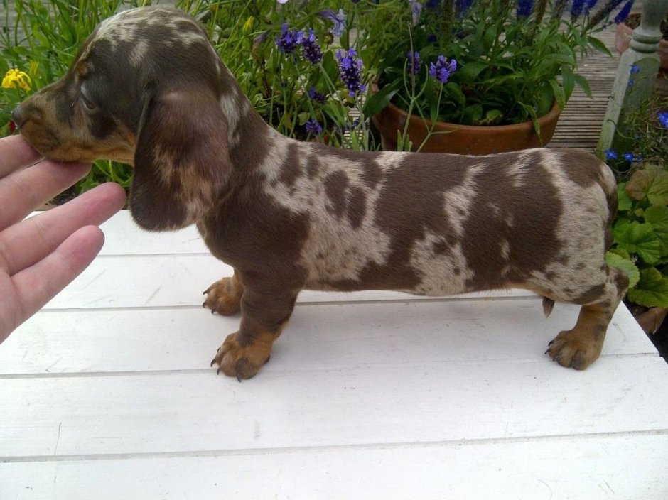 Карликовая такса тигровая