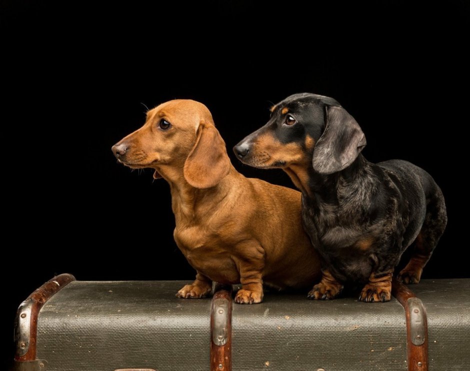 Леопардовая такса