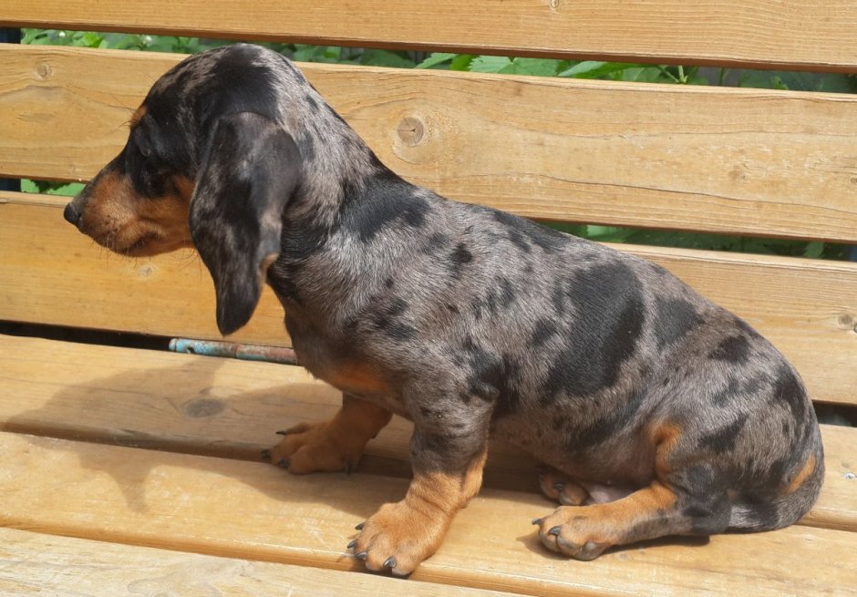 Такса дымчатая