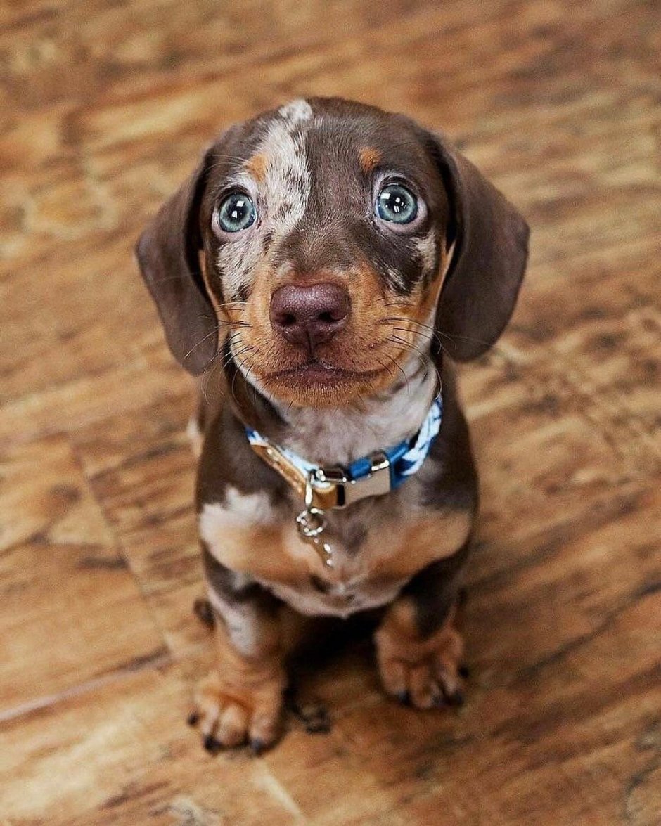 Кроличья такса пятнистая