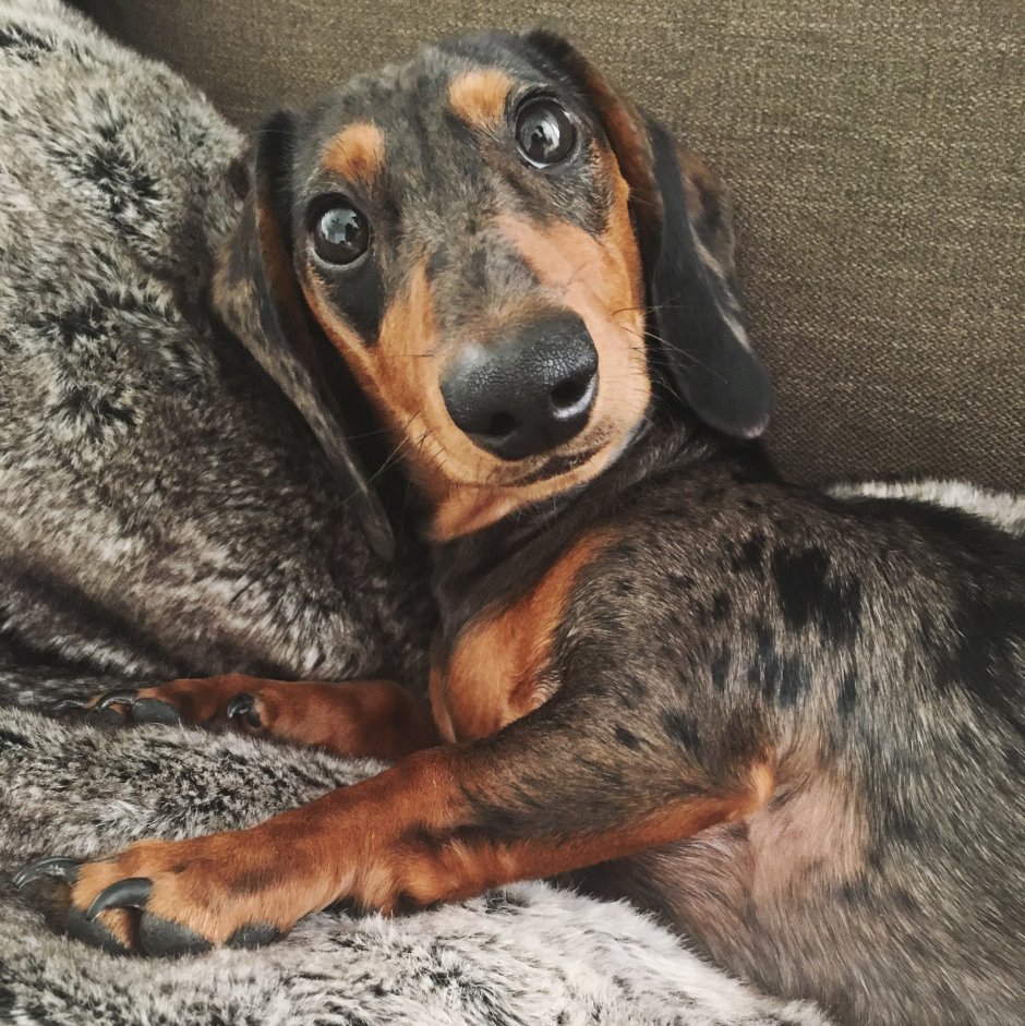 Пегая такса