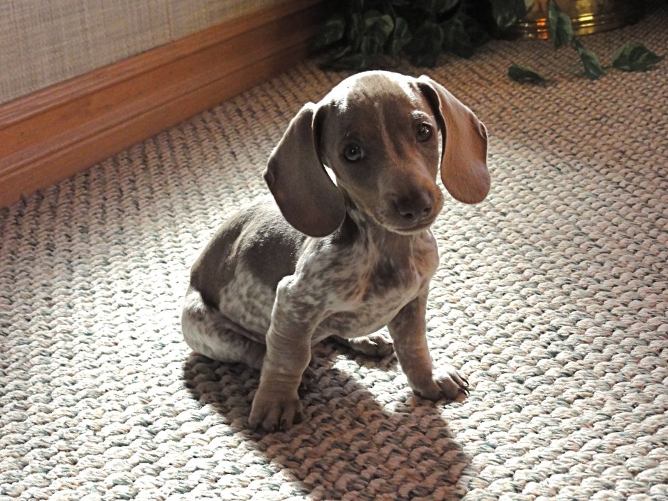 Мальтийская такса