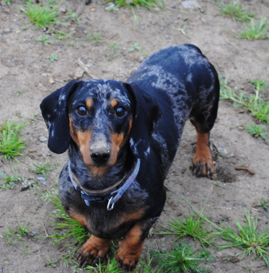 Мраморная карликовая такса