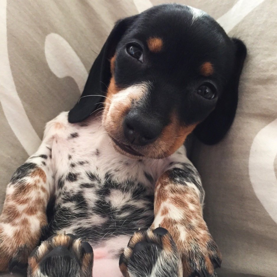 Мини такса пятнистая